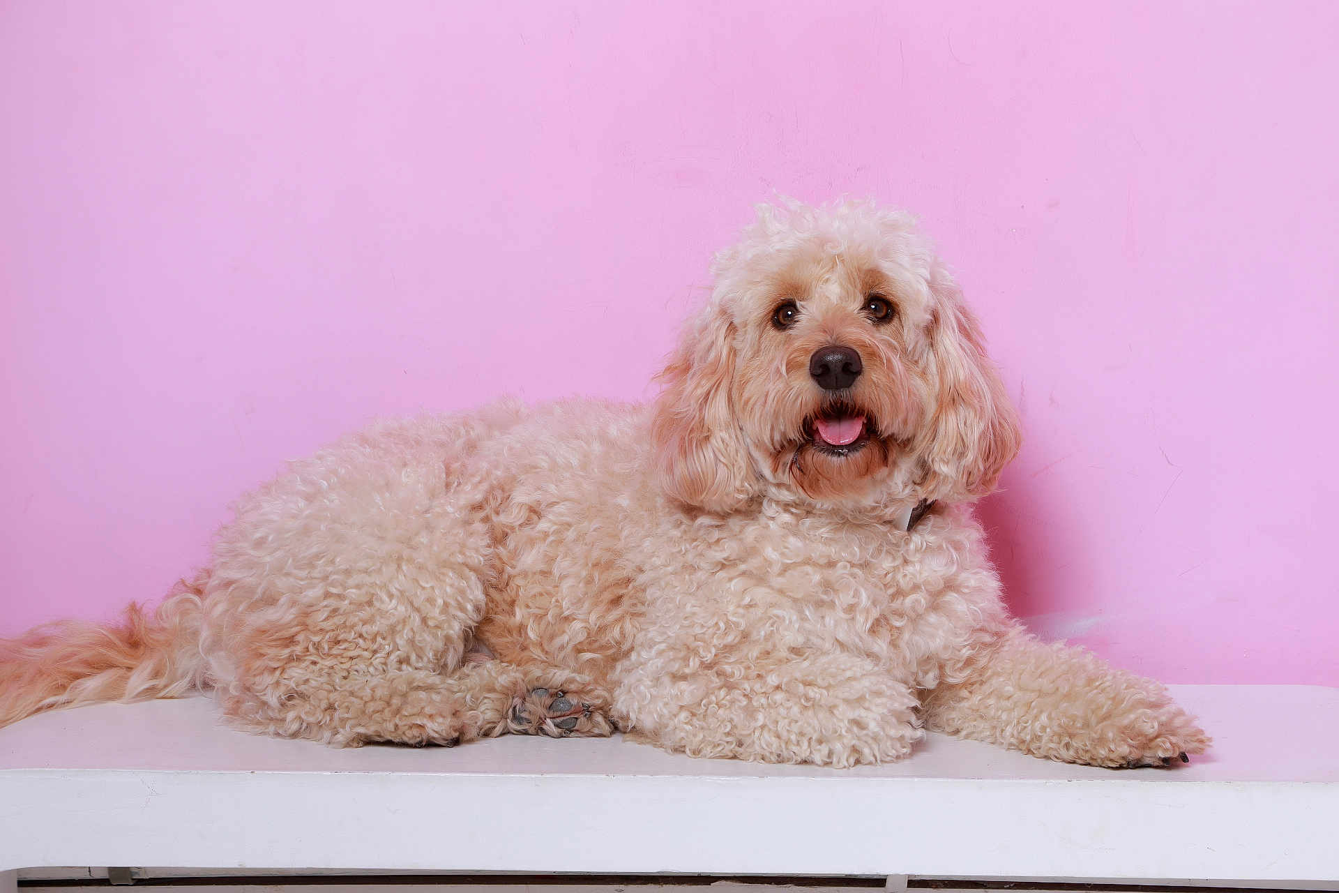 Teddy is registered to the contest to win money with this photo: dog, curly_fur, cream_color, pet, animal, indoor, pink_background, happy, tongue_out, lying_down, cute, fluffy, studio, portrait, mammal, domestic_animal, friendly, canine, resting, close_up