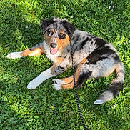 Aïko participe au concours pour gagner de l'argent avec cette photo : dog, puppy, grass, leash, outdoor, sunlight, happy, animal, pet, nature, greenery, playful, canine, laying_down, fur, tongue_out, ears, eyes, summer, relaxing