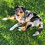 dog, puppy, grass, leash, outdoor, sunlight, happy, animal, pet, nature, greenery, playful, canine, laying_down, fur, tongue_out, ears, eyes, summer, relaxing