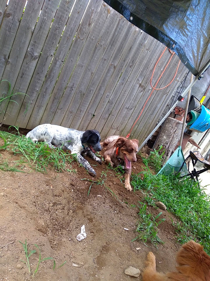 Sassy joined the competition — help win amazing prizes! carnivore, companion_dog, dog, dog_breed, dog_supply, fawn, grass, gun_dog, hunting_dog, plant, soil, tail, tent, working_animal