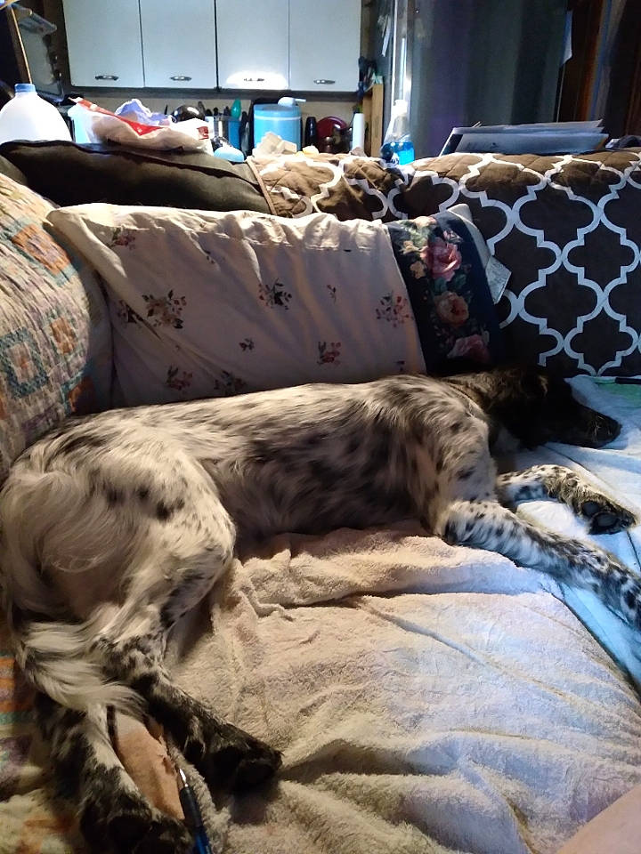 Sassy joined the competition — help win amazing prizes! bed, bed_sheet, bedding, bedroom, carnivore, comfort, companion_dog, couch, dog_breed, felidae, flooring, fur, linens, living_room, pillow, room, small_to_medium_sized_cats, tail, whiskers, wood