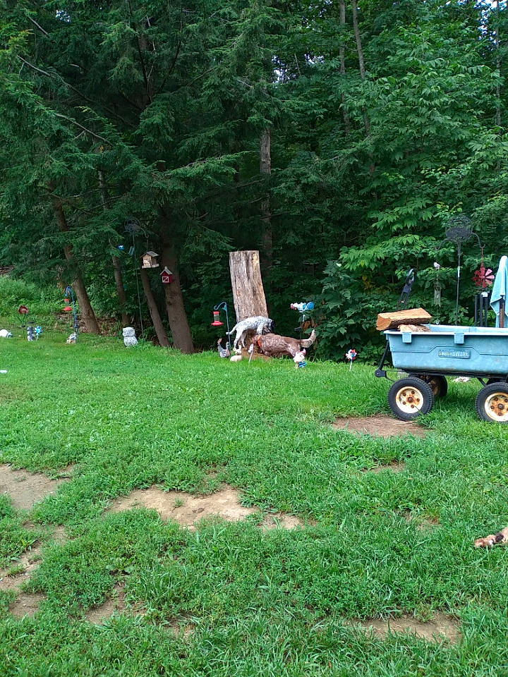 Sassy joined the competition — help win amazing prizes! cart, garden, gardening, grass, grass_family, grassland, groundcover, landscape, landscaping, lawn, leisure, people_in_nature, plant, recreation, shrub, soil, tire, tree, wheel, wood