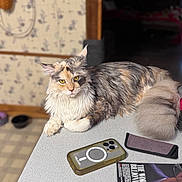 Kora is registered to the contest to win money with this photo: cat, fluffy, tabletop, smartphone, magazine, indoor, yellow_eyes, long_hair, pet, feline, relaxed, domestic, fur, curled_tail, counter, household, resting, portrait, animal, closeup