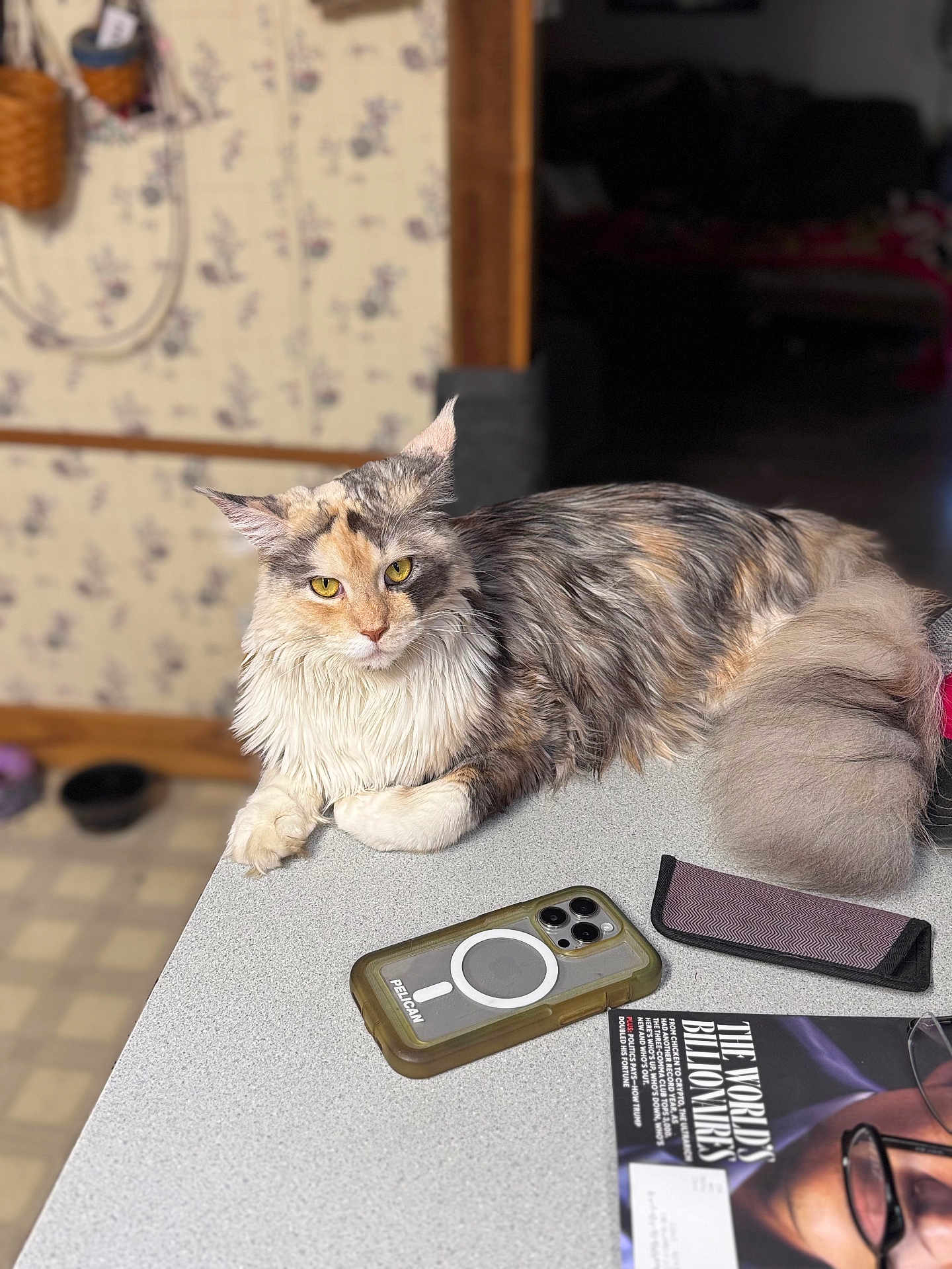 Kora is registered to the contest to win money with this photo: cat, fluffy, tabletop, smartphone, magazine, indoor, yellow_eyes, long_hair, pet, feline, relaxed, domestic, fur, curled_tail, counter, household, resting, portrait, animal, closeup