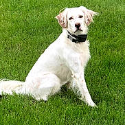 Kali is registered to the contest to win money with this photo: akbash_dog, canidae, carnivore, companion_dog, dog, dog_breed, golden_retriever, grass, hunting_dog, labrador_retriever, lawn, mammal, plant, puppy, rare_breed_dog, retriever, sporting_group, tail, vertebrate