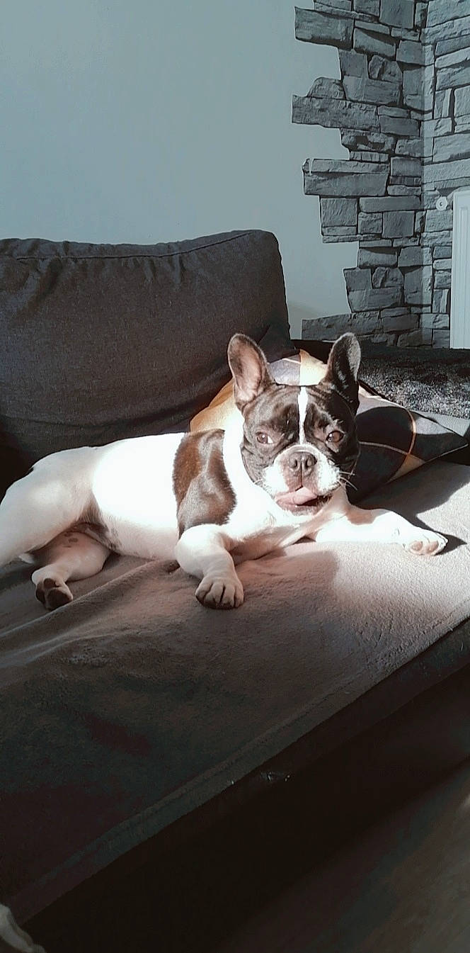 Ruby a rejoint le concours — aidez-le/la à gagner de superbes lots ! boston_terrier, bulldog, canidae, carnivore, comfort, companion_dog, couch, dog, dog_breed, ear, fawn, french_bulldog, grass, plant, snout, sporting_group, toy_dog, whiskers, window, working_animal