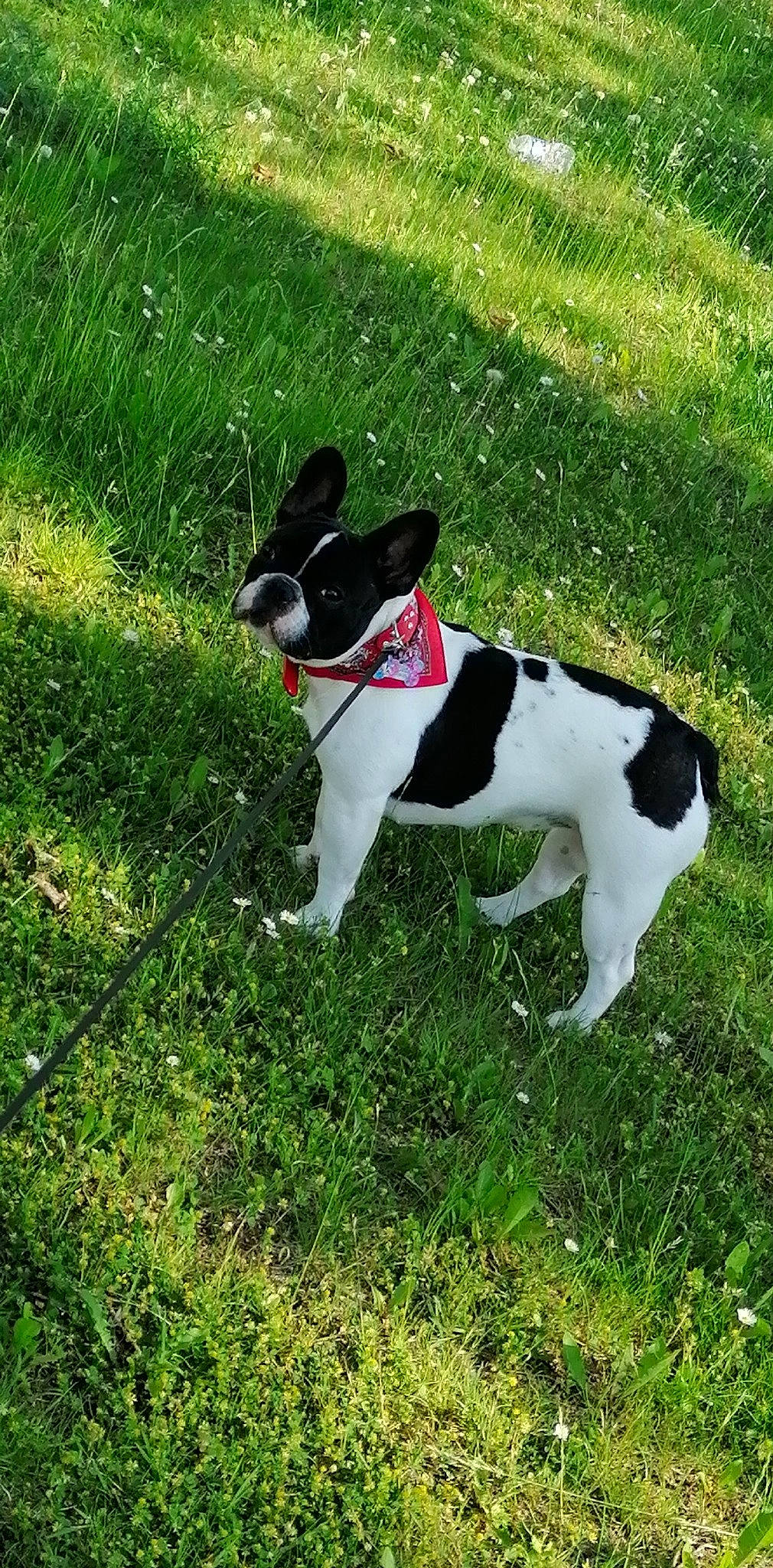 Ruby a rejoint le concours — aidez-le/la à gagner de superbes lots ! carmine, carnivore, collar, companion_dog, dog, dog_breed, dog_collar, dog_supply, fawn, grass, grass_family, groundcover, lawn, pet_supply, plant, snout, sporting_group, tail, terrier, working_animal