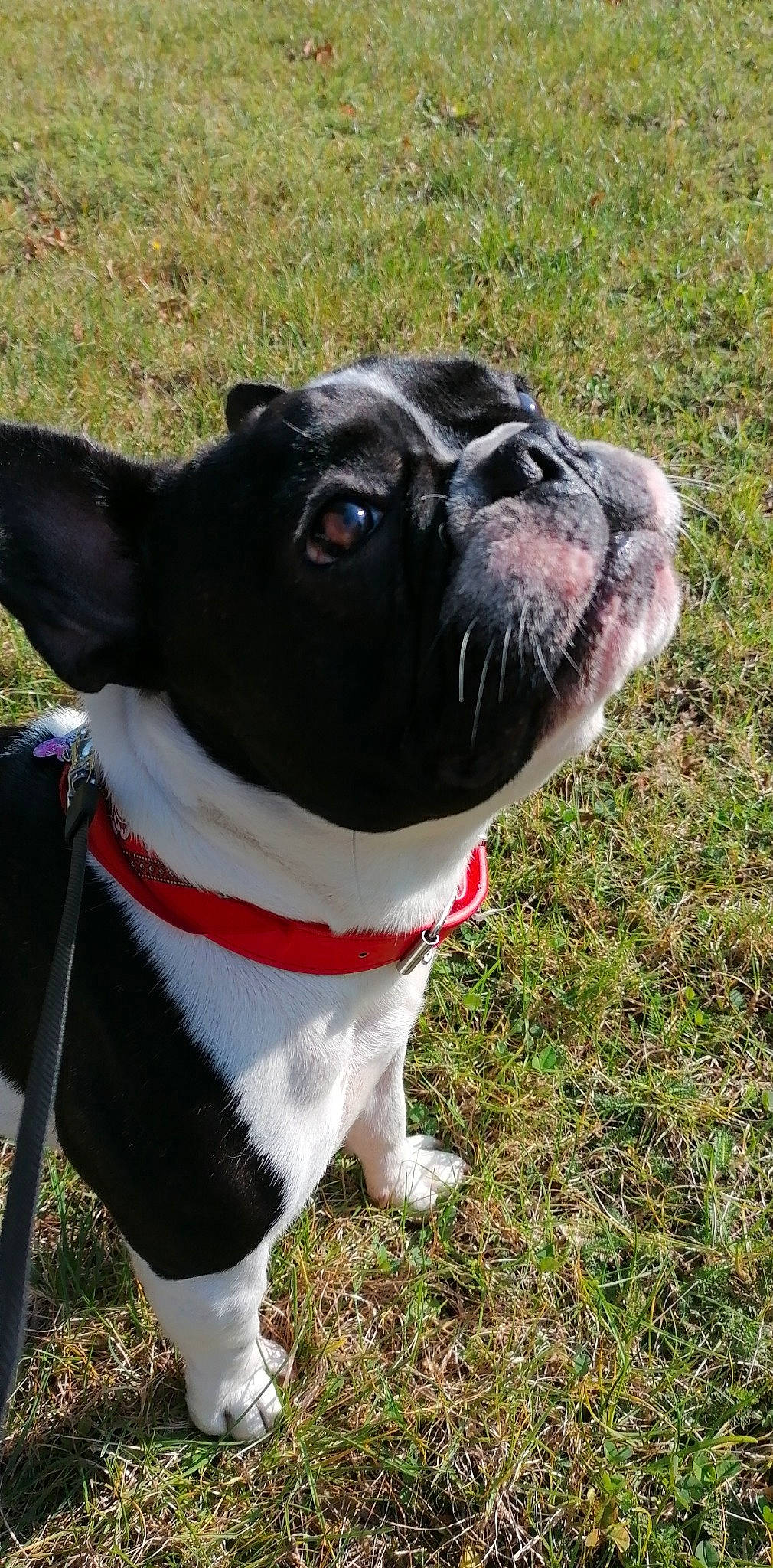 Ruby a rejoint le concours — aidez-le/la à gagner de superbes lots ! art, canidae, carnivore, collar, companion_dog, dog, dog_breed, dog_collar, dog_supply, fawn, fur, grass, leash, pet_supply, snout, sporting_group, tail, terrestrial_animal, whiskers, working_animal