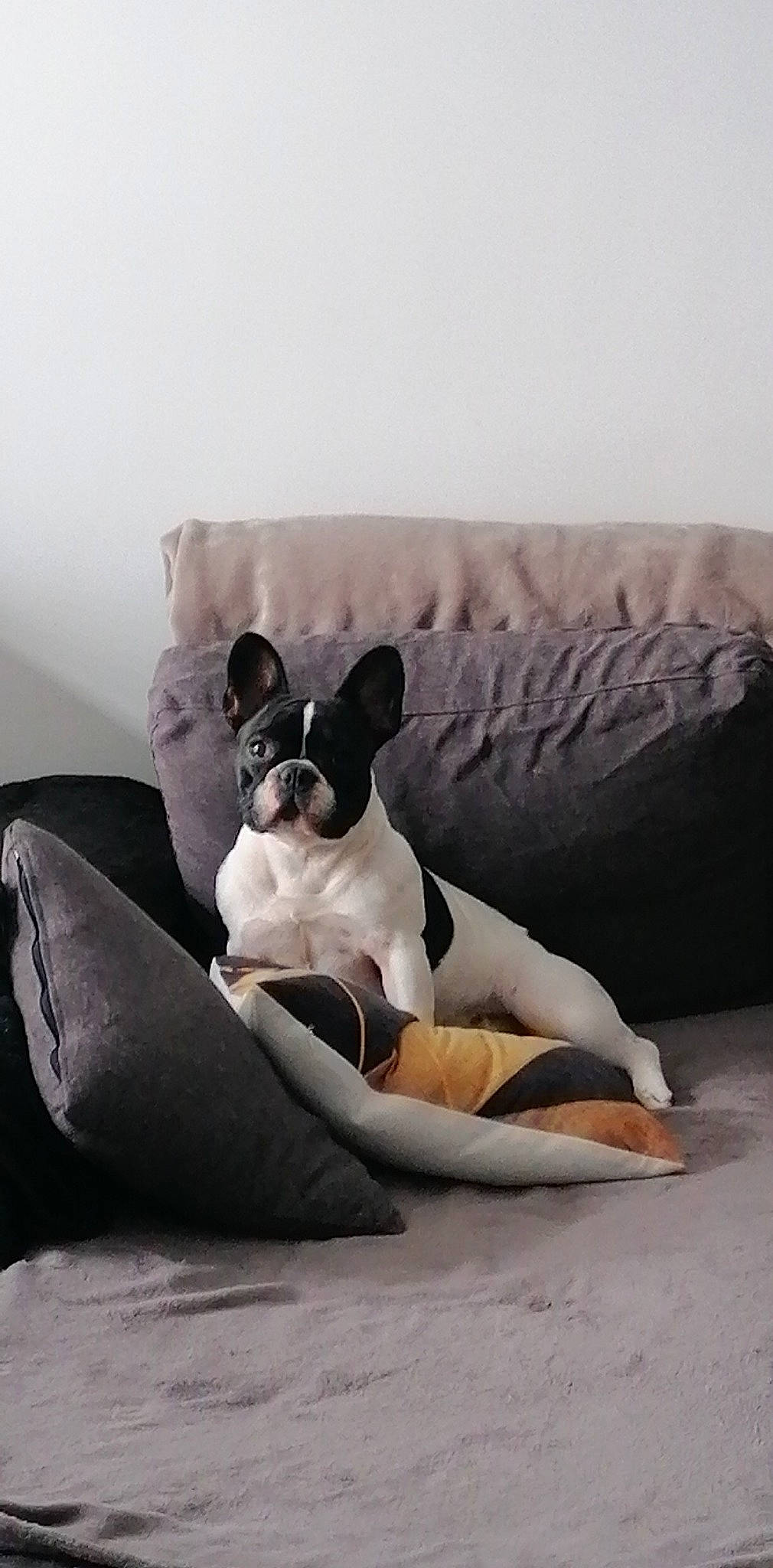 Ruby participe au concours pour gagner de l'argent avec cette photo : bedding, canidae, carnivore, comfort, companion_dog, couch, dog, dog_breed, dog_supply, fawn, flooring, grey, hardwood, linens, paw, pillow, sporting_group, studio_couch, wood, working_animal