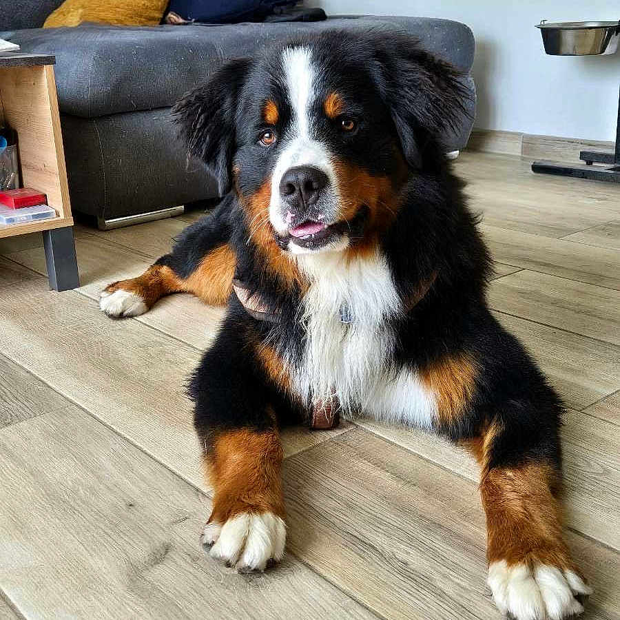 Gaillard a rejoint le concours — aidez-le/la à gagner de superbes lots ! animal, appenzeller, canine, collie, couch, dog, dogbed, furniture, hardwood, homedecor, indoors, interiordesign, pet, puppy, snout, stainedwood, wood