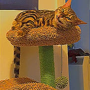 Leo is registered to the contest to win money with this photo: animal, cat, cat_tree, cozy, feline, fur, green, home, indoor, lounging, pet, playful, pom_pom, poster, relaxed, scratching_post, striped, tabby, wall, yellow