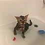Leo joined the competition — help win amazing prizes! animal, bathroom, bathtub, cat, chain, cute, drain, ears, expression, fur, indoor, kitten, mouth_open, pet, small, soap, tile, toy_ball, water, wet