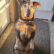 Karma is registered to the contest to win money with this photo: dog, pet, indoor, sitting, attentive, ears_up, brown_fur, black_fur, collar, door, rug, natural_light, home, broom, cardboard, container, floor, portrait, animal, canine