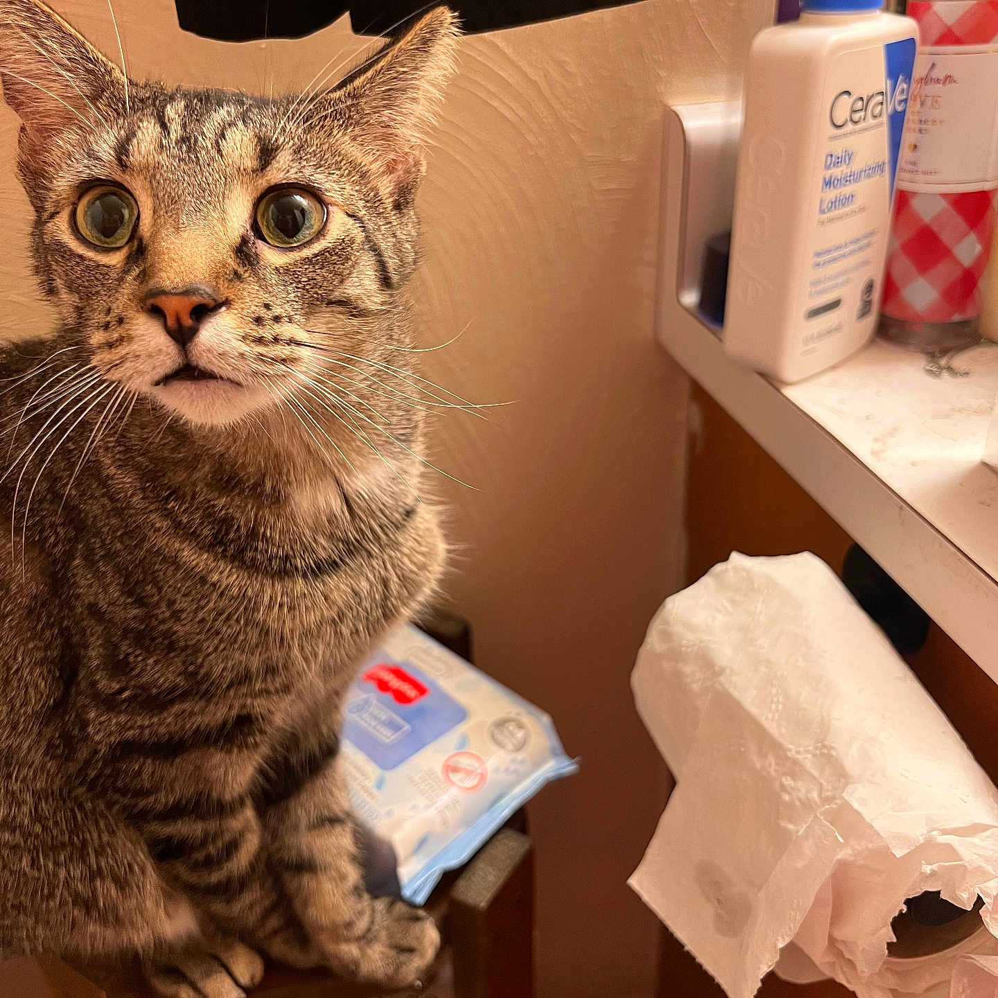 Stryper is registered to the contest to win money with this photo: abyssinian, animal, bag, bottle, cabinet, cat, closet, cupboard, furniture, hardwood, kitten, manx, paper, papertowel, pet, plastic, shelf, tissue, towel, wood