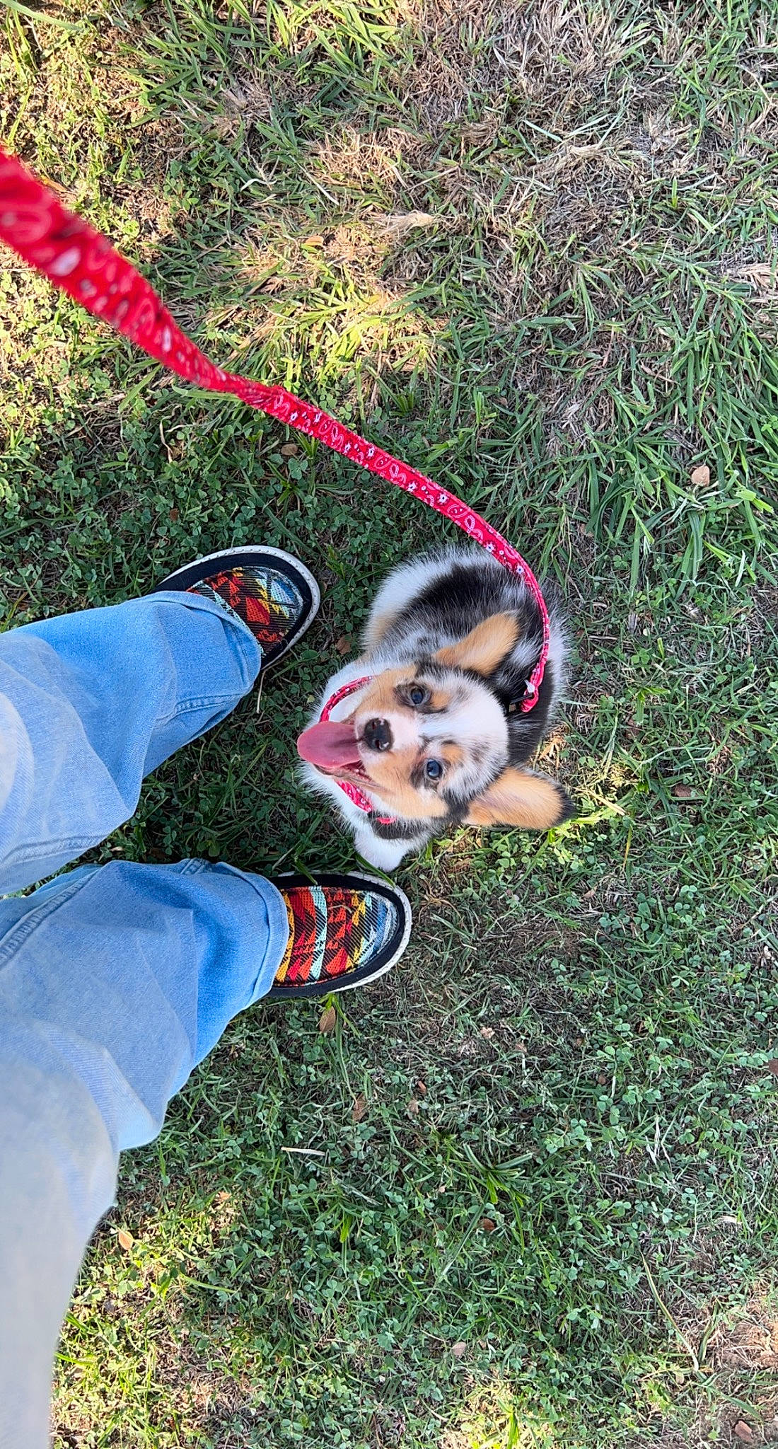 Cash is registered to the contest to win money with this photo: canidae, carnivore, companion_dog, dog, dog_breed, dog_supply, fawn, fictional_character, fun, grass, hat, leash, leisure, people_in_nature, plant, recreation, soil, sporting_group, toy, working_animal