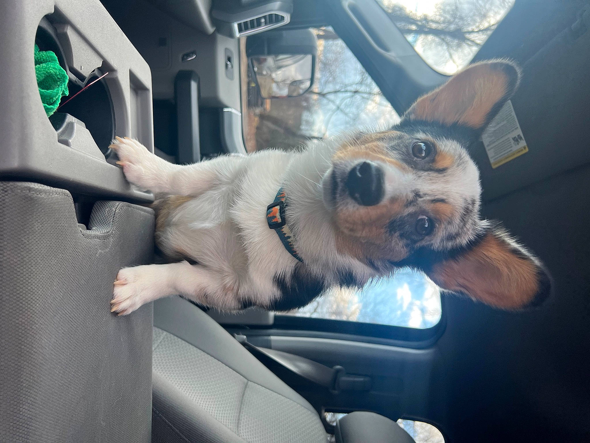 Cash is registered to the contest to win money with this photo: auto_part, automotive_design, automotive_exterior, automotive_mirror, car, car_seat, carnivore, companion_dog, dog, dog_breed, fawn, gesture, hood, mammal, motor_vehicle, snout, steering_wheel, vehicle, vehicle_door, window