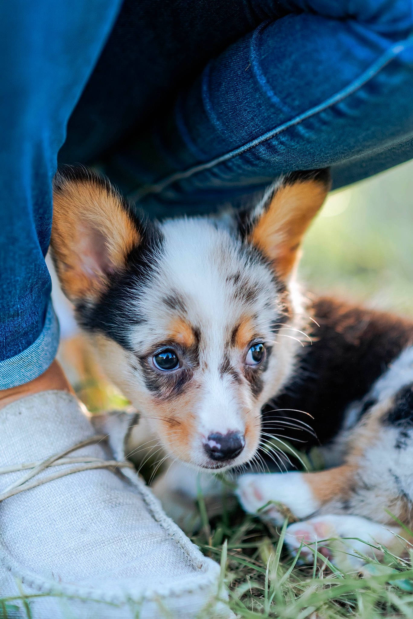 Cash is registered to the contest to win money with this photo: blue, canidae, carnivore, companion_dog, denim, dog, dog_breed, electric_blue, eye, fawn, fur, grass, plant, puppy, snout, sporting_group, terrestrial_animal, toy_dog, whiskers, wildlife