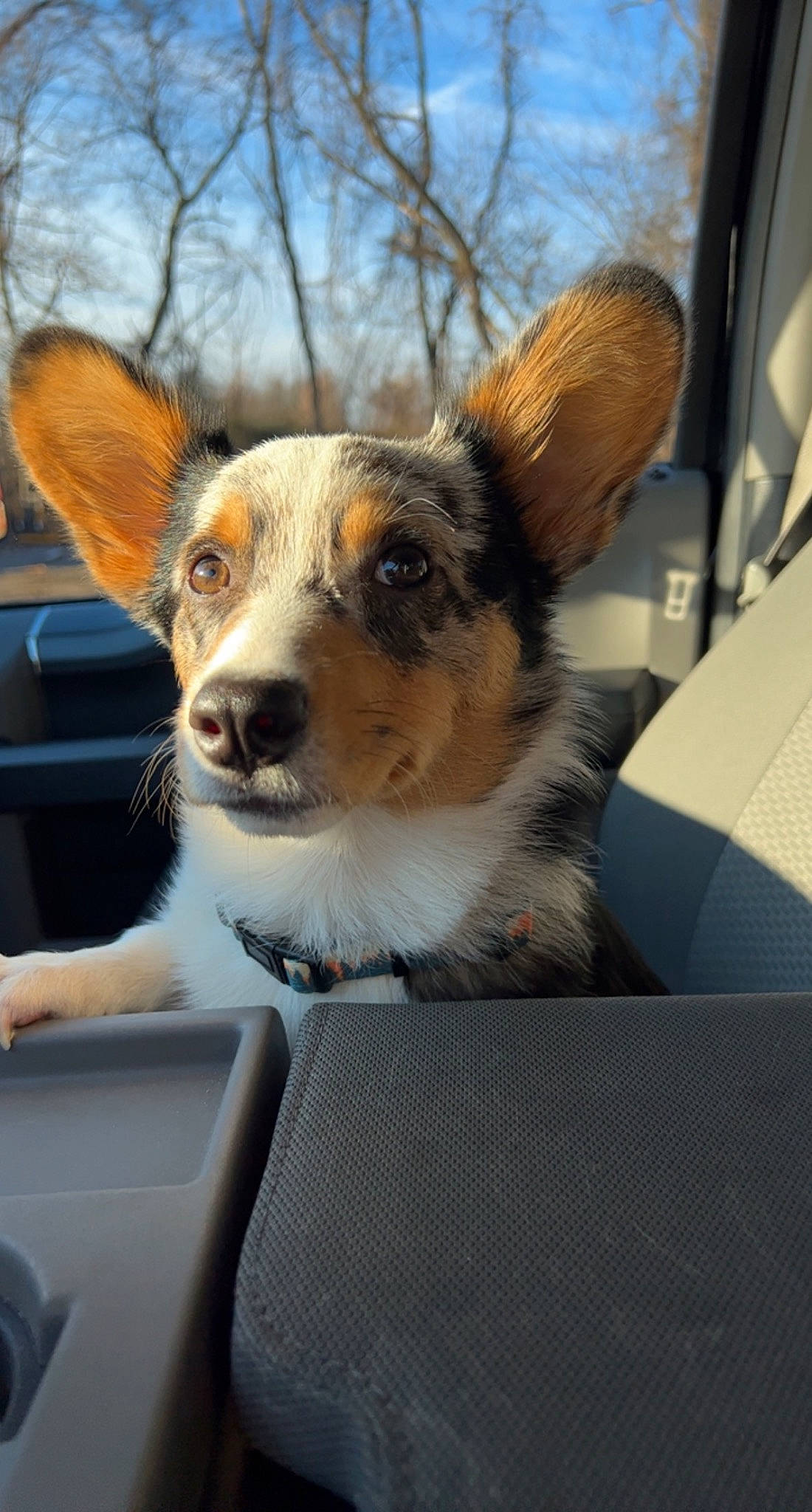 Cash joined the competition — help win amazing prizes! aircraft, automotive_lighting, car, carnivore, collar, companion_dog, dog, dog_breed, door, fawn, fur, herding_dog, plant, snout, vehicle, vehicle_registration_plate, whiskers, window, windshield, working_animal