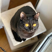 Deusa Vaïma a rejoint le concours — aidez-le/la à gagner de superbes lots ! black_cat, cat, pet, animal, indoor, feline, yellow_eyes, fur, whiskers, curious, soft_furniture, perched, looking_up, window, wooden_floor, domestic_cat, close_up, indoor_lighting, sitting, cute