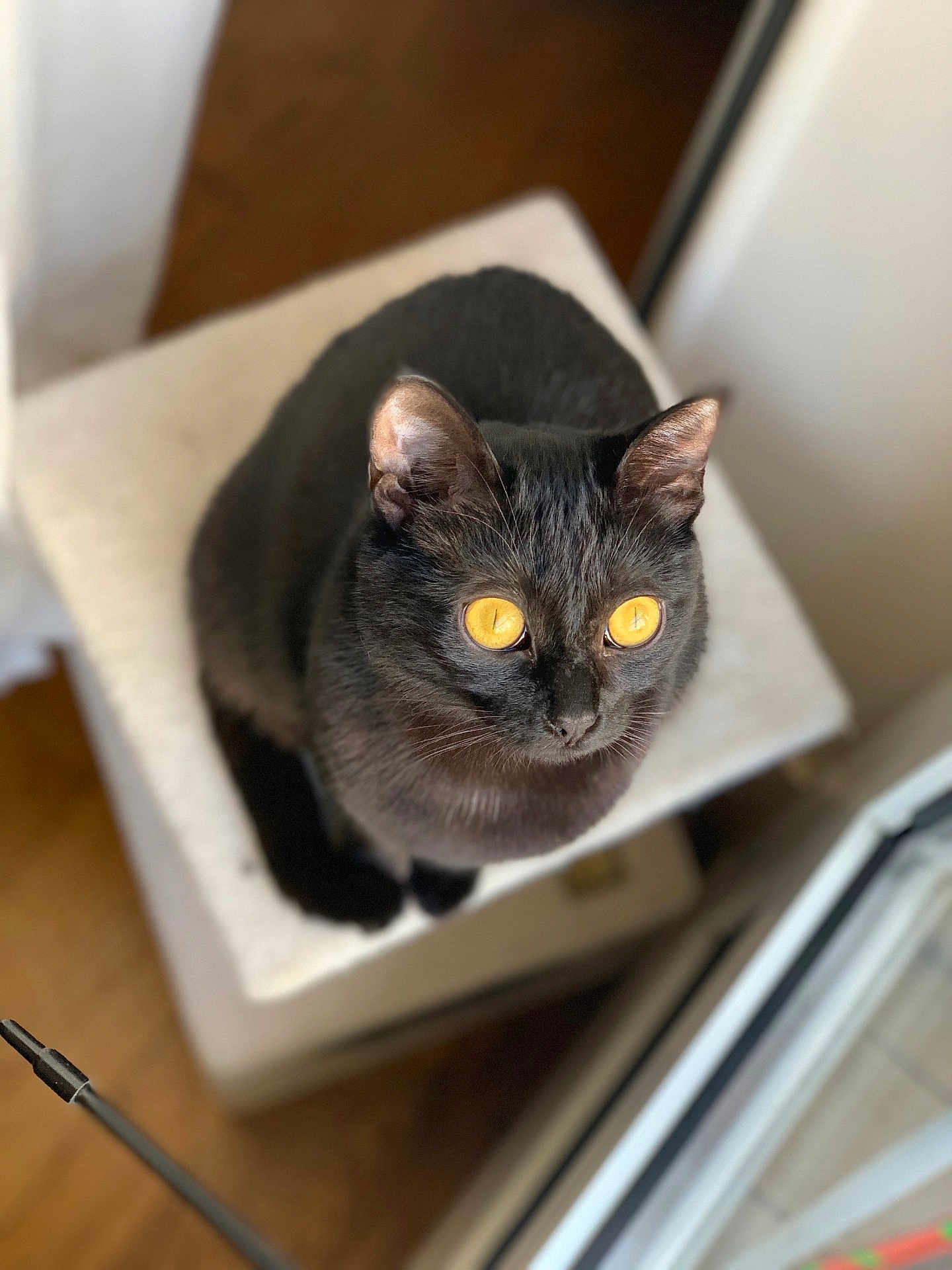 Deusa Vaïma a rejoint le concours — aidez-le/la à gagner de superbes lots ! black_cat, cat, pet, animal, indoor, feline, yellow_eyes, fur, whiskers, curious, soft_furniture, perched, looking_up, window, wooden_floor, domestic_cat, close_up, indoor_lighting, sitting, cute