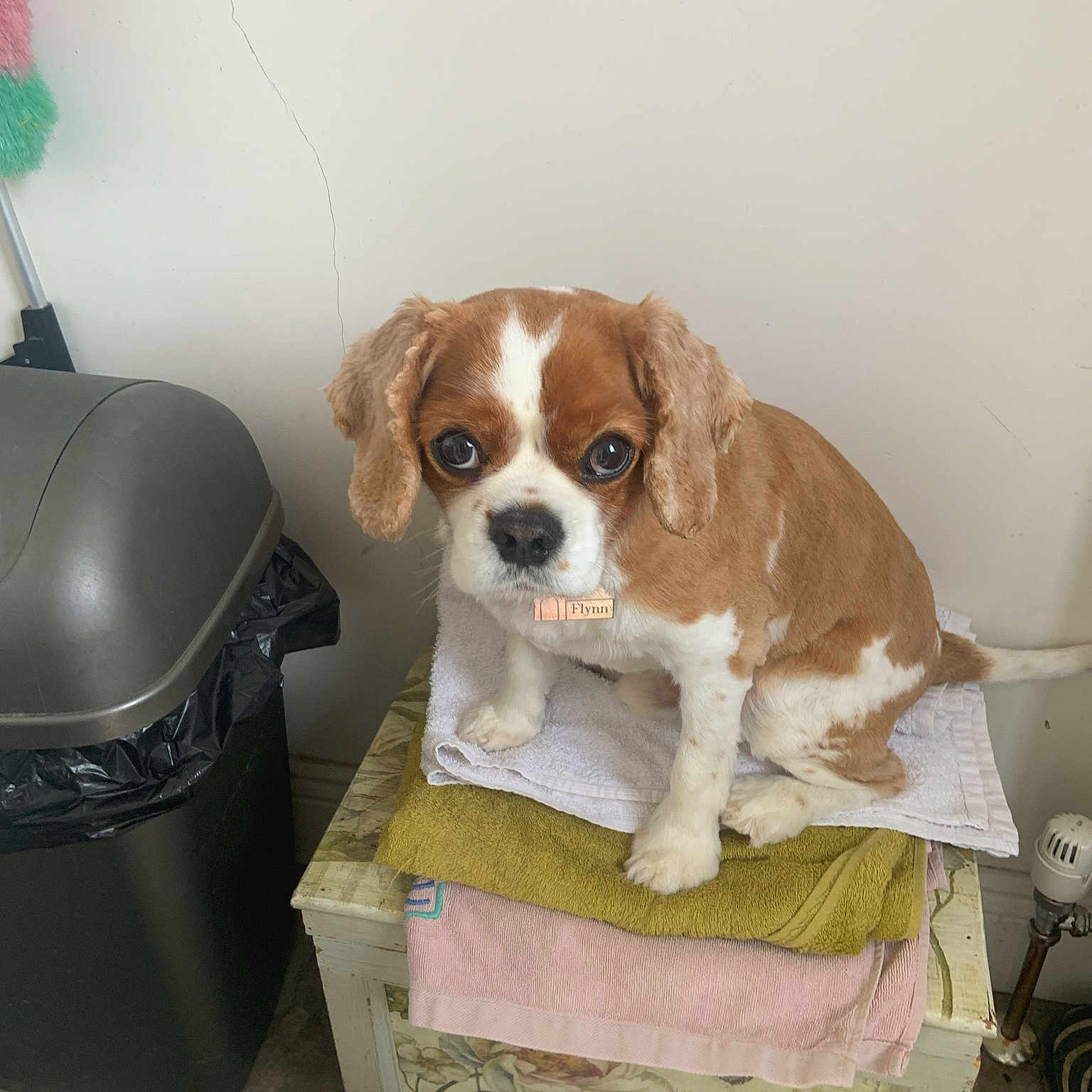 Flynn is registered to the contest to win money with this photo: canidae, carnivore, chair, companion_dog, dog, dog_breed, fawn, handwriting, home_appliance, liver, pet_supply, puppy, snout, sporting_group, waste_container, working_animal, working_dog