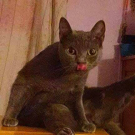 Chubbs is registered to the contest to win money with this photo: art, carnivore, cat, curtain, domestic_short_haired_cat, felidae, fur, illustration, small_to_medium_sized_cats, snout, tail, terrestrial_animal, visual_arts, whiskers, window