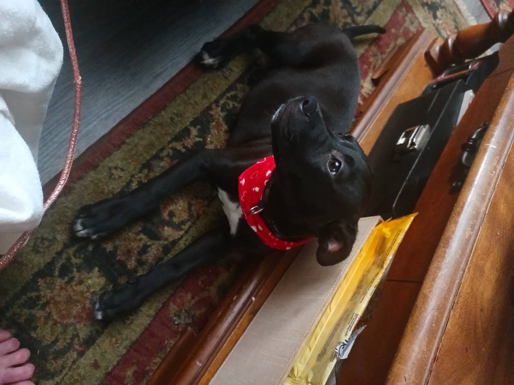 Baby Boy is registered to the contest to win money with this photo: brown, canidae, carmine, carnivore, collar, companion_dog, dog, dog_breed, fawn, flooring, fur, guard_dog, hardwood, liver, pet_supply, room, small_to_medium_sized_cats, sporting_group, wood, working_animal