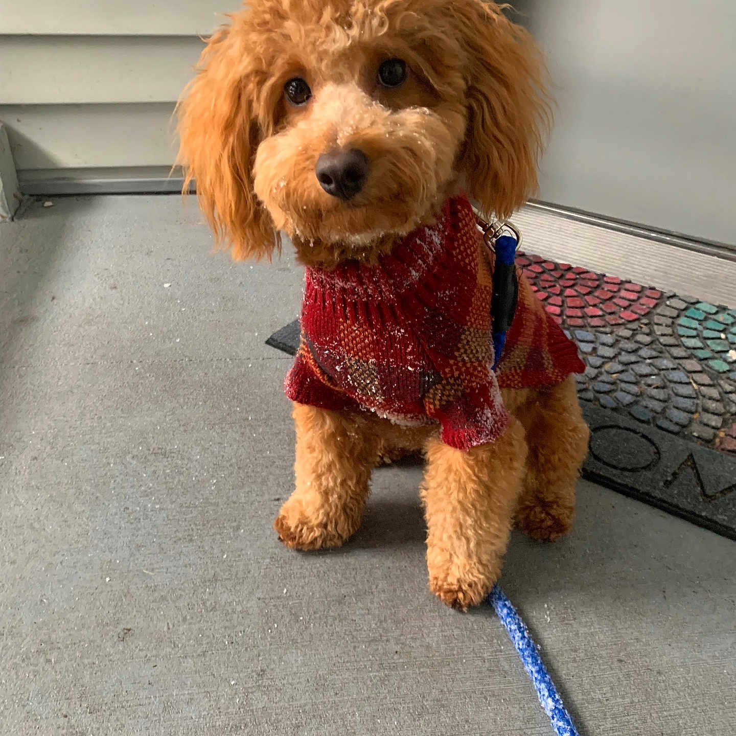 Miles is registered to the contest to win money with this photo: accessories, animal, architecture, building, canine, cockerspaniel, dog, indoors, interiordesign, leash, outdoors, person, pet, poodle, puppy, shelter, strap, terrier, walkingdog, whitedog