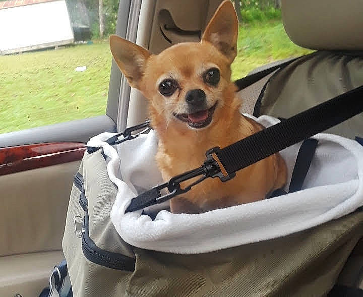 Trixy joined the competition — help win amazing prizes! canidae, car_seat, carnivore, chihuahua, companion_dog, corgi_chihuahua, dog, dog_breed, fawn, mammal, puppy, snout, toy_dog, vehicle, vertebrate