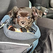 Sissi participe au concours pour gagner de l'argent avec cette photo : puppy, dog, pet, brown, cute, mesh_bag, car_seat, carrier, animal, small, fur, ears, eyes, snout, leash, travel, indoors, seat_cover, adorable, companion