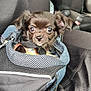 puppy, dog, pet, brown, cute, mesh_bag, car_seat, carrier, animal, small, fur, ears, eyes, snout, leash, travel, indoors, seat_cover, adorable, companion