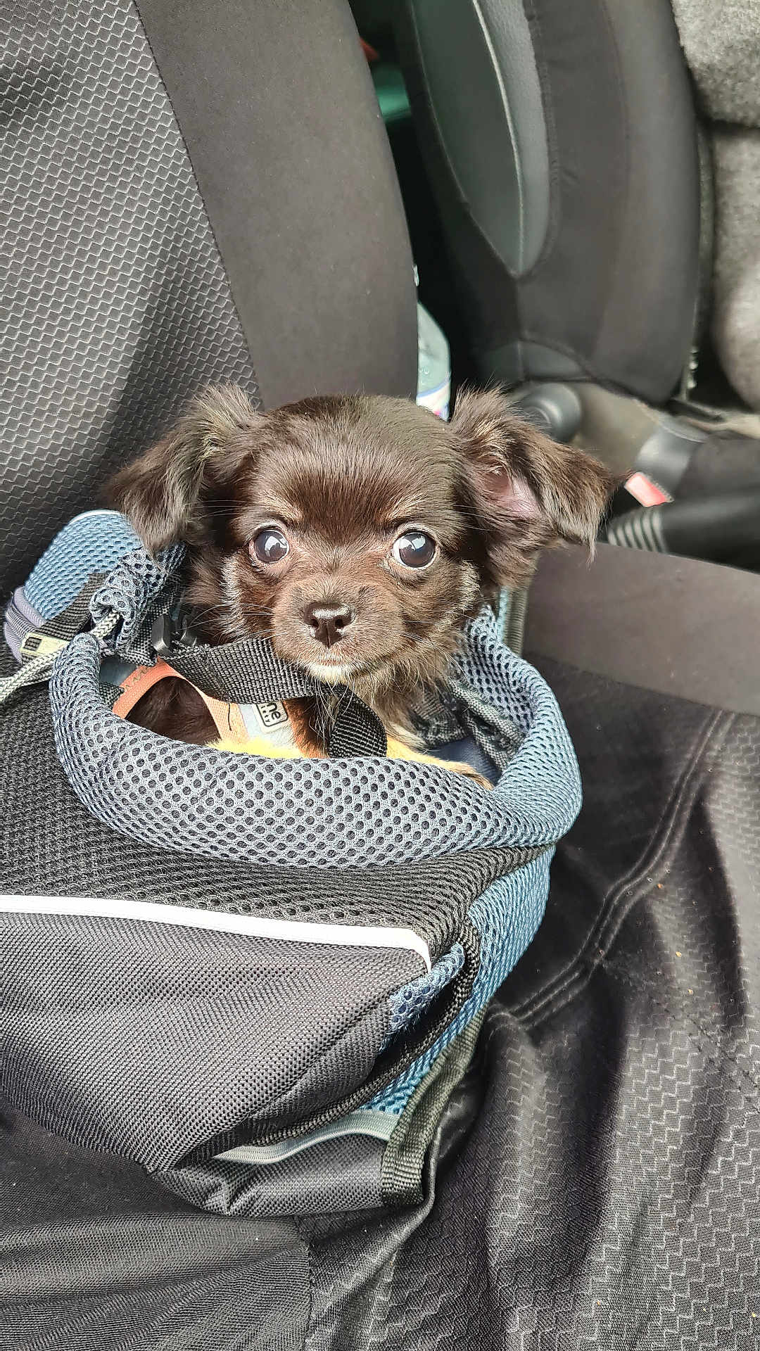 Sissi participe au concours pour gagner de l'argent avec cette photo : puppy, dog, pet, brown, cute, mesh_bag, car_seat, carrier, animal, small, fur, ears, eyes, snout, leash, travel, indoors, seat_cover, adorable, companion