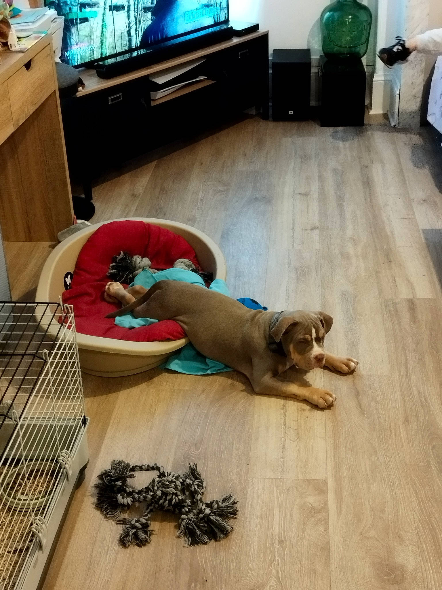 Urgo participe au concours pour gagner de l'argent avec cette photo : carnivore, comfort, companion_dog, couch, dog, dog_breed, entertainment_center, fawn, floor, flooring, hardwood, home_appliance, laminate_flooring, living_room, room, television, television_set, wood, wood_flooring, working_animal