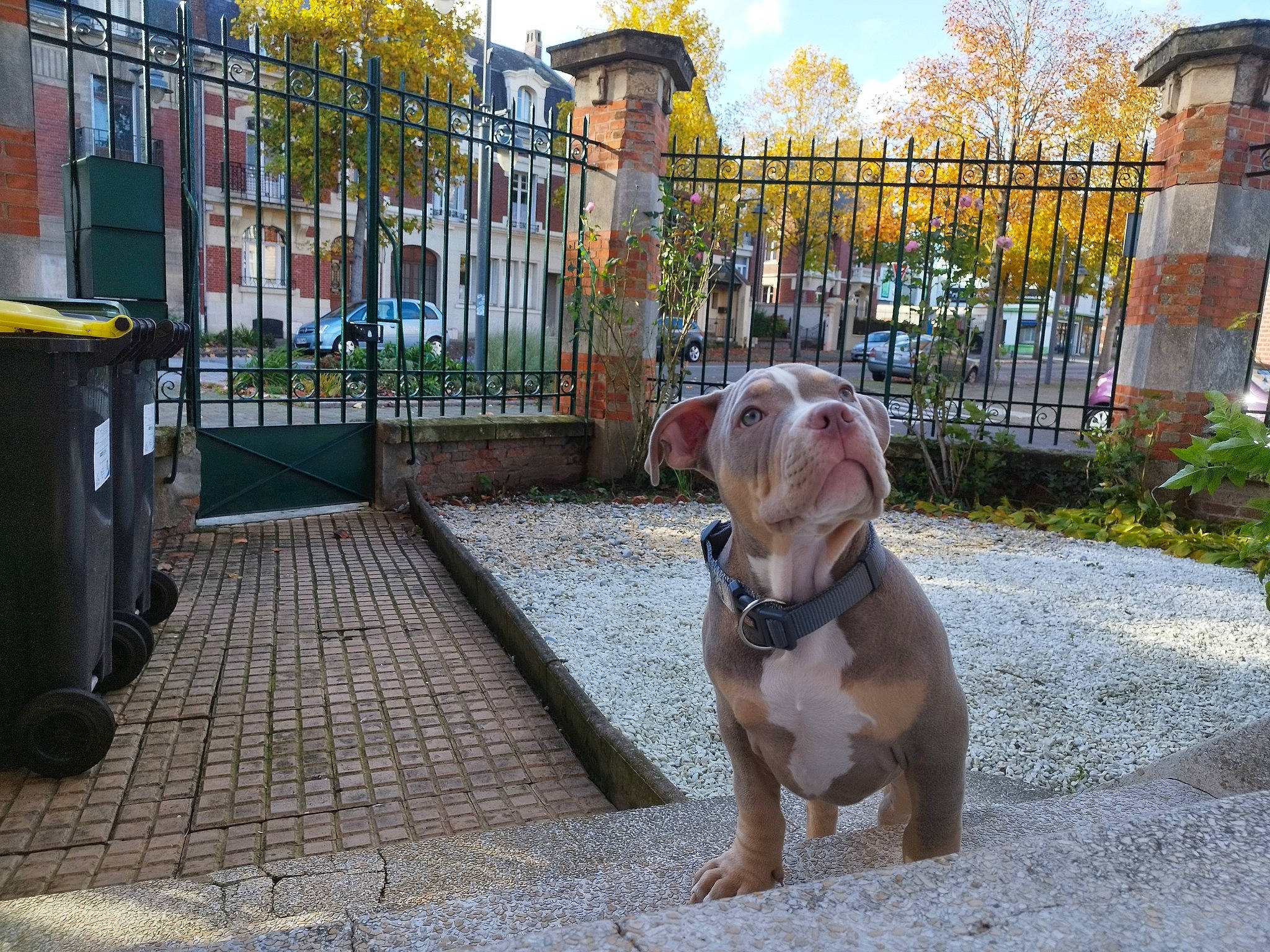 Urgo participe au concours pour gagner de l'argent avec cette photo : carnivore, collar, companion_dog, dog, dog_breed, dog_collar, fawn, fence, leash, plant, road_surface, sidewalk, sky, snout, tire, tree, waste_container, waste_containment, wheel, working_animal