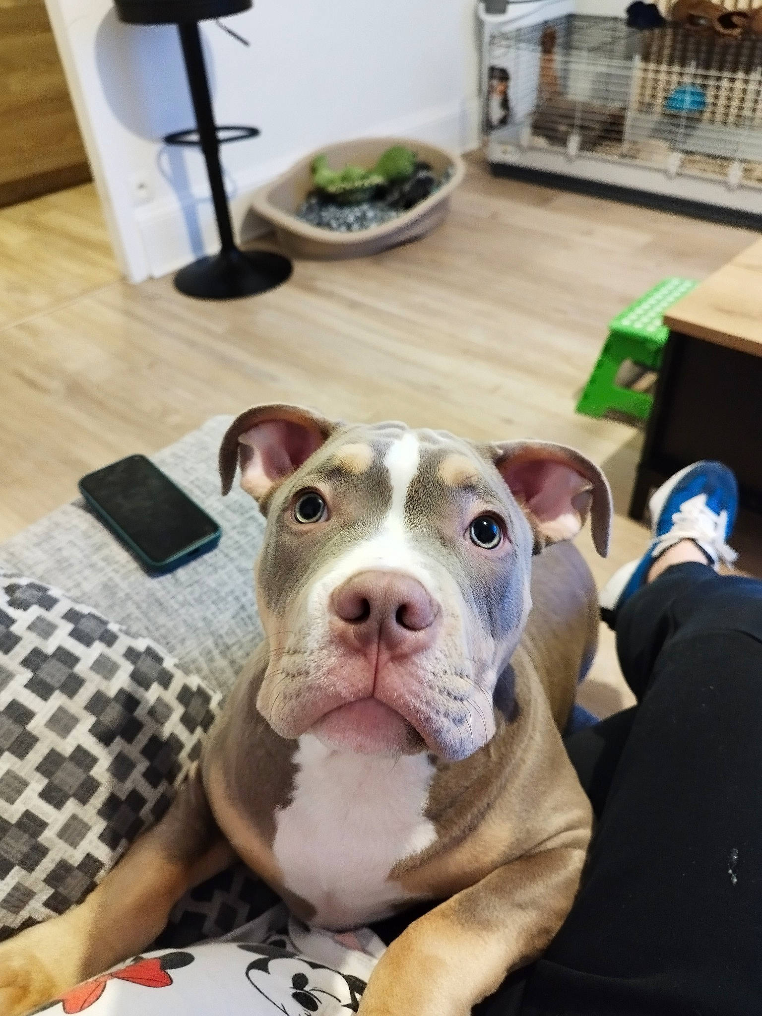 Urgo participe au concours pour gagner de l'argent avec cette photo : canidae, carnivore, companion_dog, dog, dog_breed, flooring, fur, hardwood, ingredient, livestock, pattern, plaid, puppy, room, suidae, tableware, tartan, whiskers, wood, working_animal