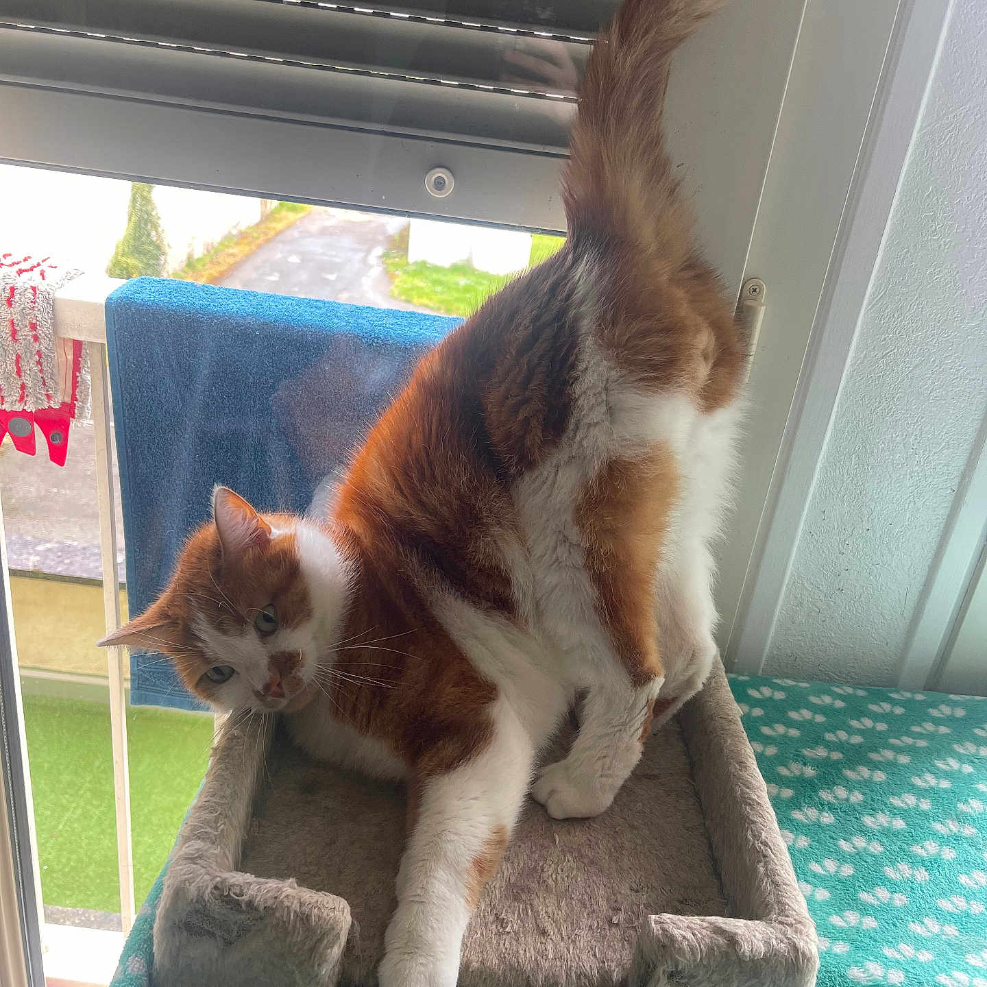 Flipo participe au concours pour gagner de l'argent avec cette photo : animal, blanket, cat, cat_bed, cozy, curious, feline, fur, home, indoor, orange_cat, paw_prints, pet, resting, soft, stretching, tail, whiskers, white_cat, window