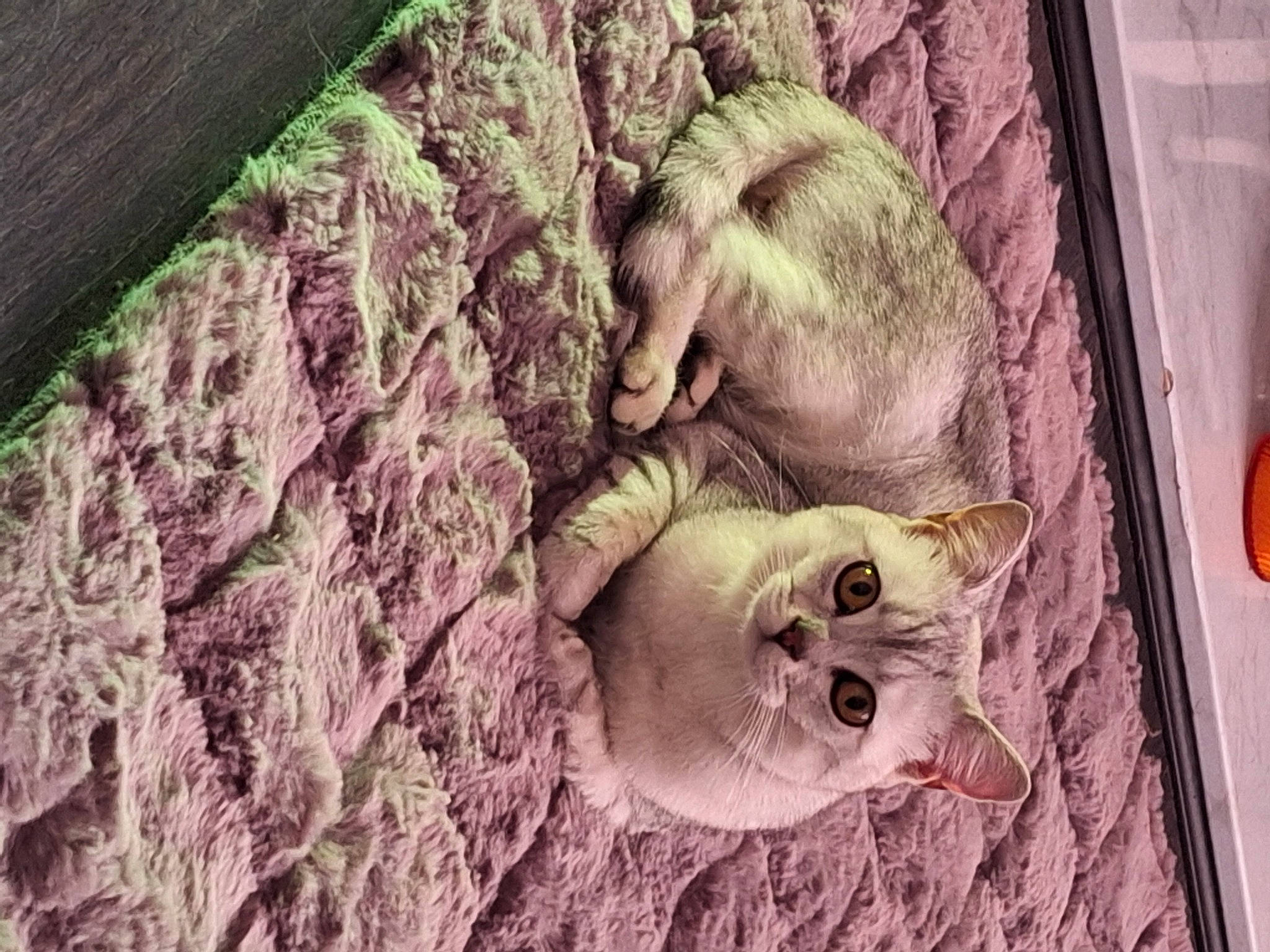 Romeo joined the competition — help win amazing prizes! art, canidae, carnivore, cat, fawn, felidae, fur, grass, paw, small_to_medium_sized_cats, snout, tail, terrestrial_animal, trunk, visual_arts, whiskers, wildlife, wood, working_animal, wrinkle