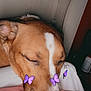 dog, sleeping, butterfly, stickers, brown_fur, white_marking, nose, closed_eyes, resting, indoor, blanket, pink_cloth, cute, pet, animal, close_up, calm, peaceful, snout, fur