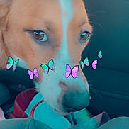 Lizzy is registered to the contest to win money with this photo: dog, animal, pet, car, interior, butterfly_filter, close_up, brown, white, snout, seat, dashboard, window, legs, casual, cute, indoors, companion, portrait, filter
