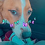 dog, animal, pet, car, interior, butterfly_filter, close_up, brown, white, snout, seat, dashboard, window, legs, casual, cute, indoors, companion, portrait, filter