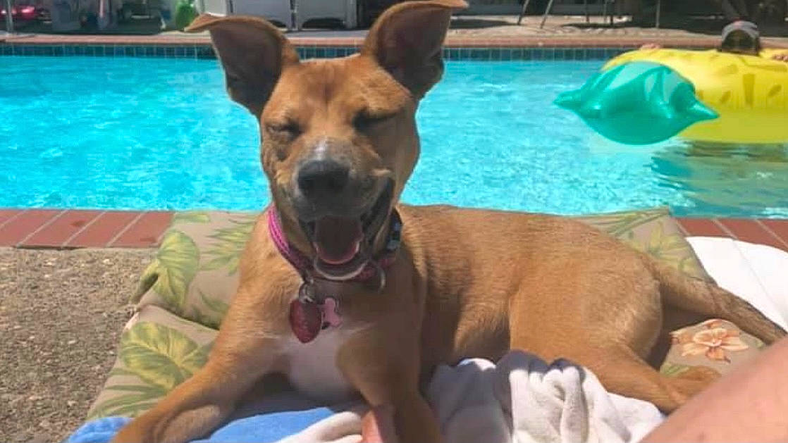 Hope joined the competition — help win amazing prizes! canidae, carnivore, carolina_dog, dog, dog_breed, fawn, feist, mammal, pariah_dog, potcake_dog, rare_breed_dog, snout, sporting_group, thai_ridgeback, vertebrate