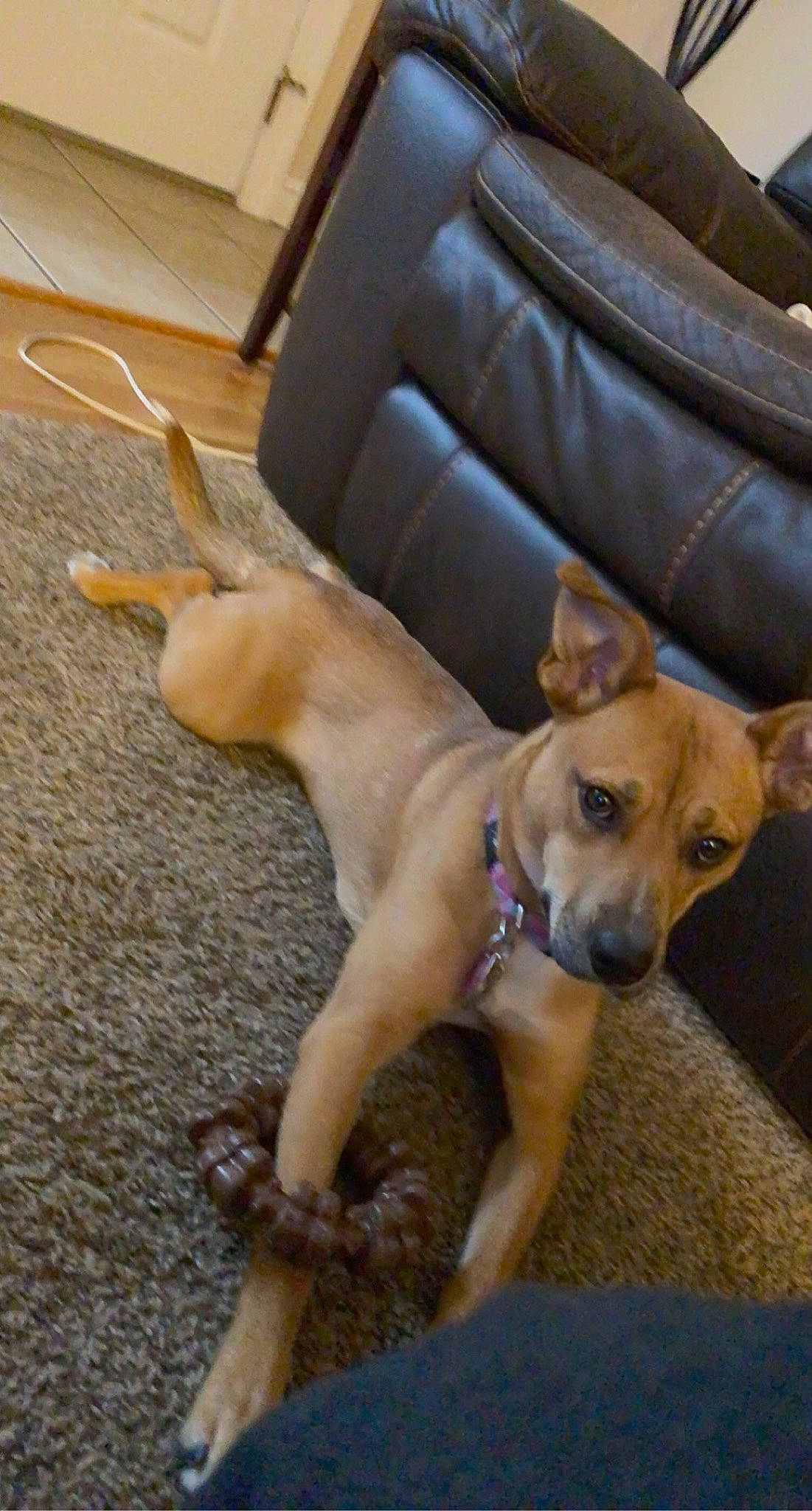 Hope joined the competition — help win amazing prizes! american_pit_bull_terrier, beagador, black_mouth_cur, canidae, carnivore, carolina_dog, companion_dog, dog, dog_breed, fawn, feist, mammal, mountain_cur, pariah_dog, paw, potcake_dog, rhodesian_ridgeback, snout