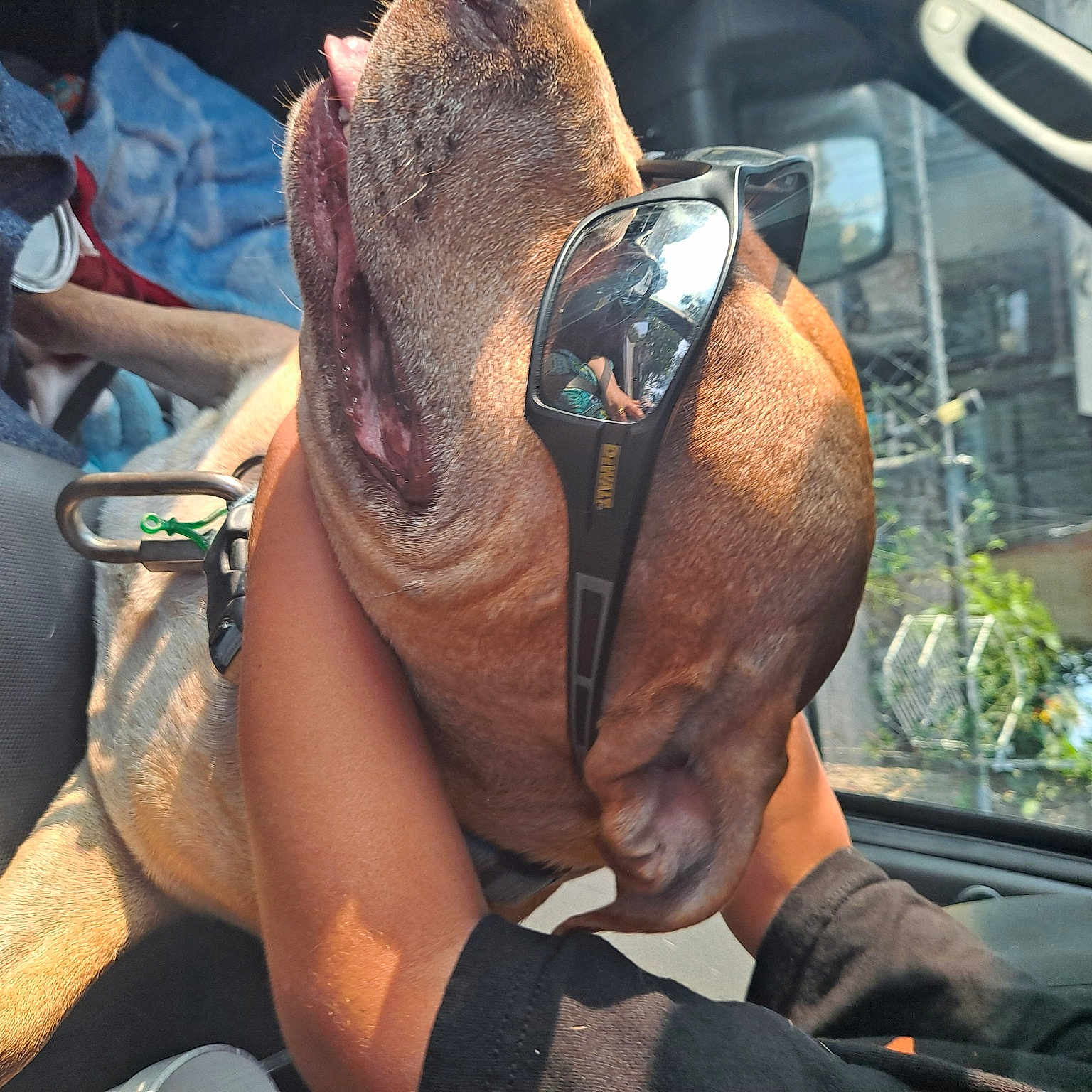 Hercules joined the competition — help win amazing prizes! auto_part, barechested, beard, chest, elbow, event, facial_hair, flesh, grappling, human_leg, metal, plant, shorts, sitting, tattoo, temporary_tattoo, thigh, tradition