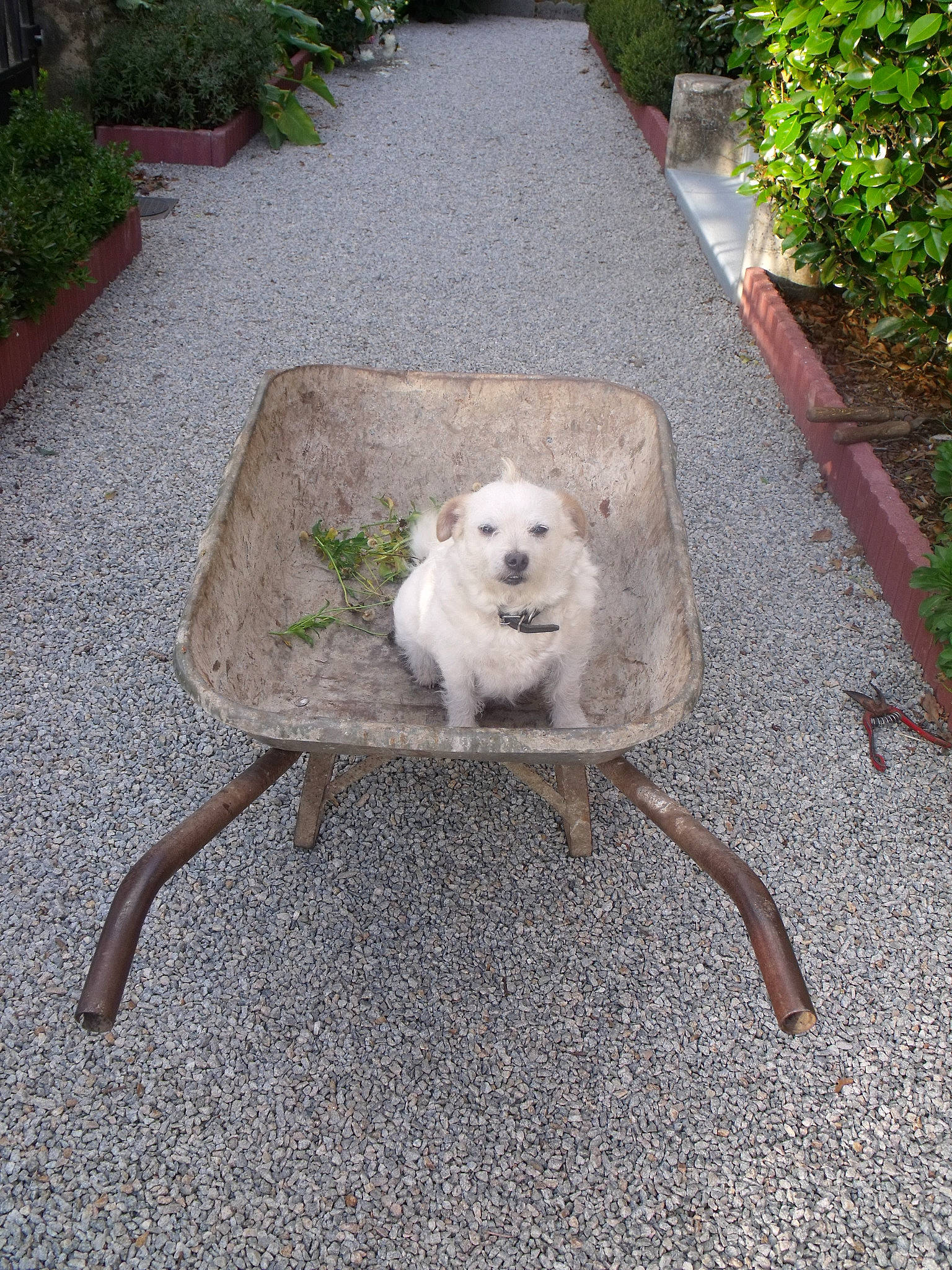 Douchka participe au concours pour gagner de l'argent avec cette photo : canidae, carnivore, chair, companion_dog, dog, dog_breed, fawn, maremma_sheepdog, non_sporting_group, puppy, sidewalk, sporting_group, tail