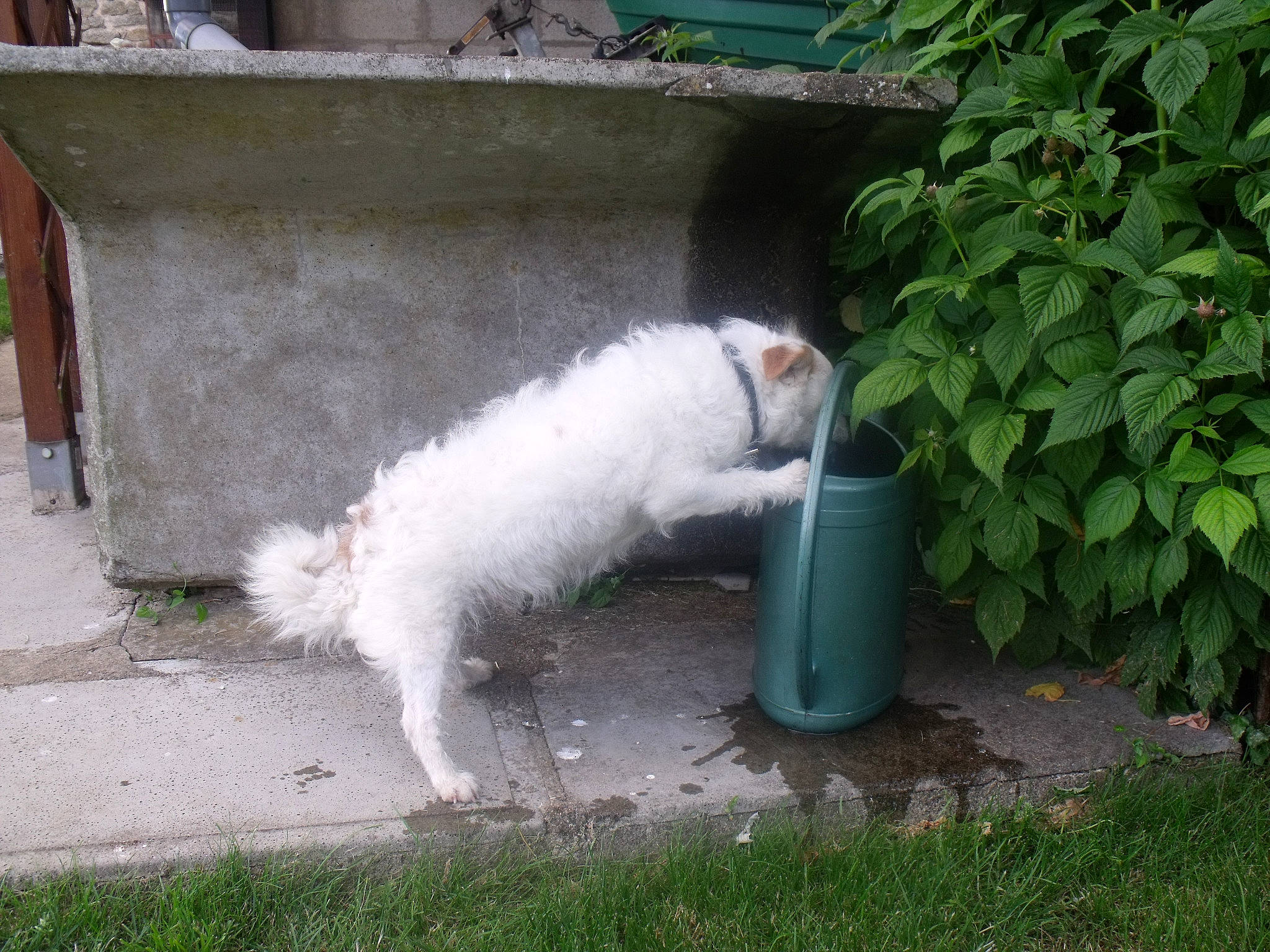 Douchka a rejoint le concours — aidez-le/la à gagner de superbes lots ! canidae, carnivore, cat, companion_dog, dog, dog_breed, felidae, mammal, small_to_medium_sized_cats, tail