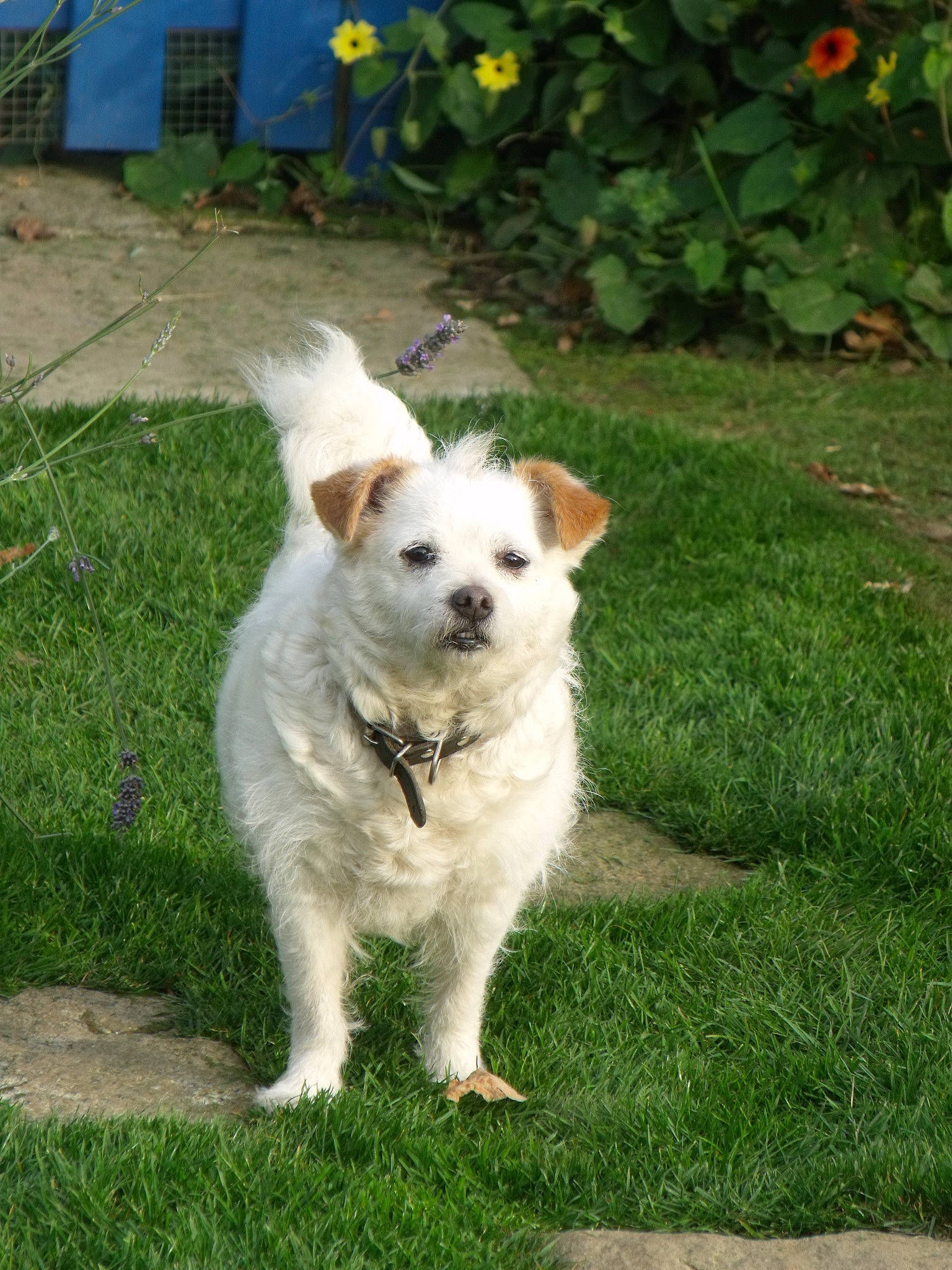 Douchka a rejoint le concours — aidez-le/la à gagner de superbes lots ! canidae, carnivore, companion_dog, dog, dog_breed, fawn, grass, kintamani, mammal, puppy, rare_breed_dog, small_greek_domestic_dog, sporting_group, vertebrate