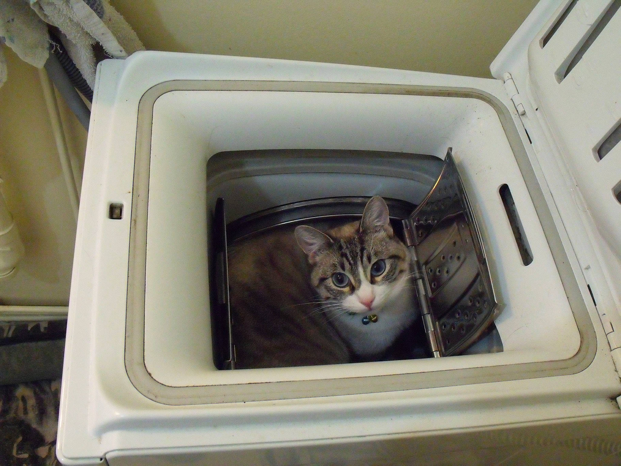 Fakir a rejoint le concours — aidez-le/la à gagner de superbes lots ! carnivore, cat, clothes_dryer, domestic_short_haired_cat, european_shorthair, felidae, home_appliance, kitten, room, small_to_medium_sized_cats, whiskers