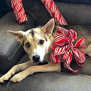 Bella joined the competition — help win amazing prizes! dog, canine, couch, heterochromia, red_bow, candy_cane_decoration, pet, indoor, resting, looking_at_camera, gray_furniture, holiday_theme, decorations, animal, ears, fur, paw, cute, relaxed, closeup