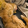 Ubble participe au concours pour gagner de l'argent avec cette photo : blanket, cat, comfort, cozy, curled_up, cushion, dog, fur, ginger_cat, home, indoor, nap, paw, pet, relaxing, resting, sleeping, soft_texture, tail, white_dog