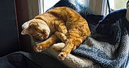 Ubble participe au concours pour gagner de l'argent avec cette photo : blanket, cat, cozy, cushion, cute, domestic_animal, feline, fur, ginger_cat, home, indoors, knitted_blanket, peaceful, pet, relaxing, resting, sleeping, sunlight, window, window_perch
